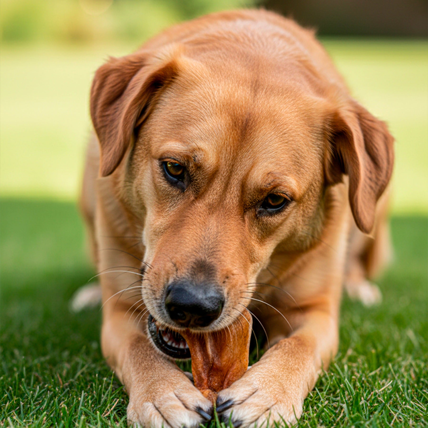 Orelha Suína Desidratada e Defumada para Cães, Petisco Natural de Mastigação Prolongada